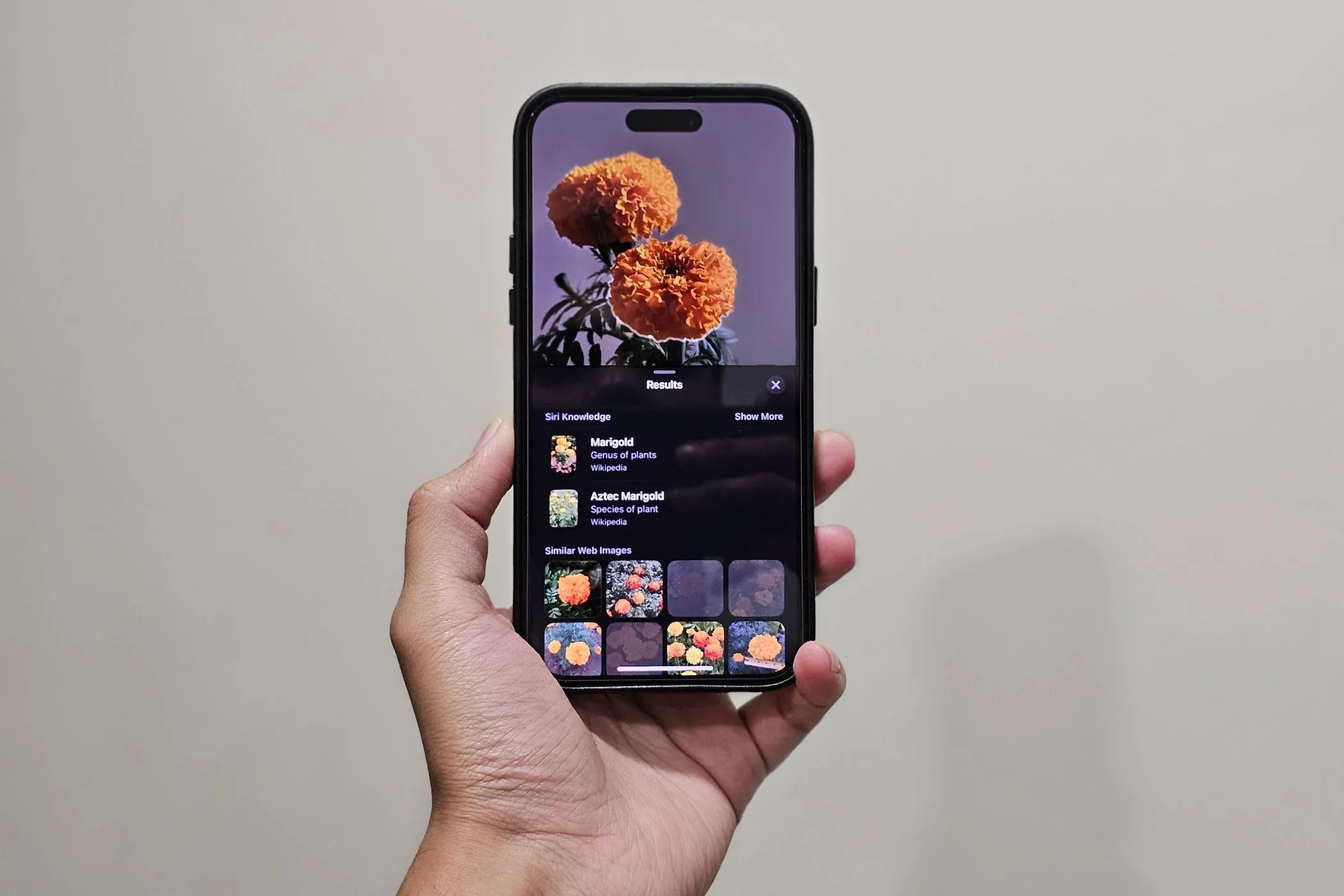 Người dùng iPhone sử dụng tính năng Visual Look Up để nhận diện hoa trong ảnh.