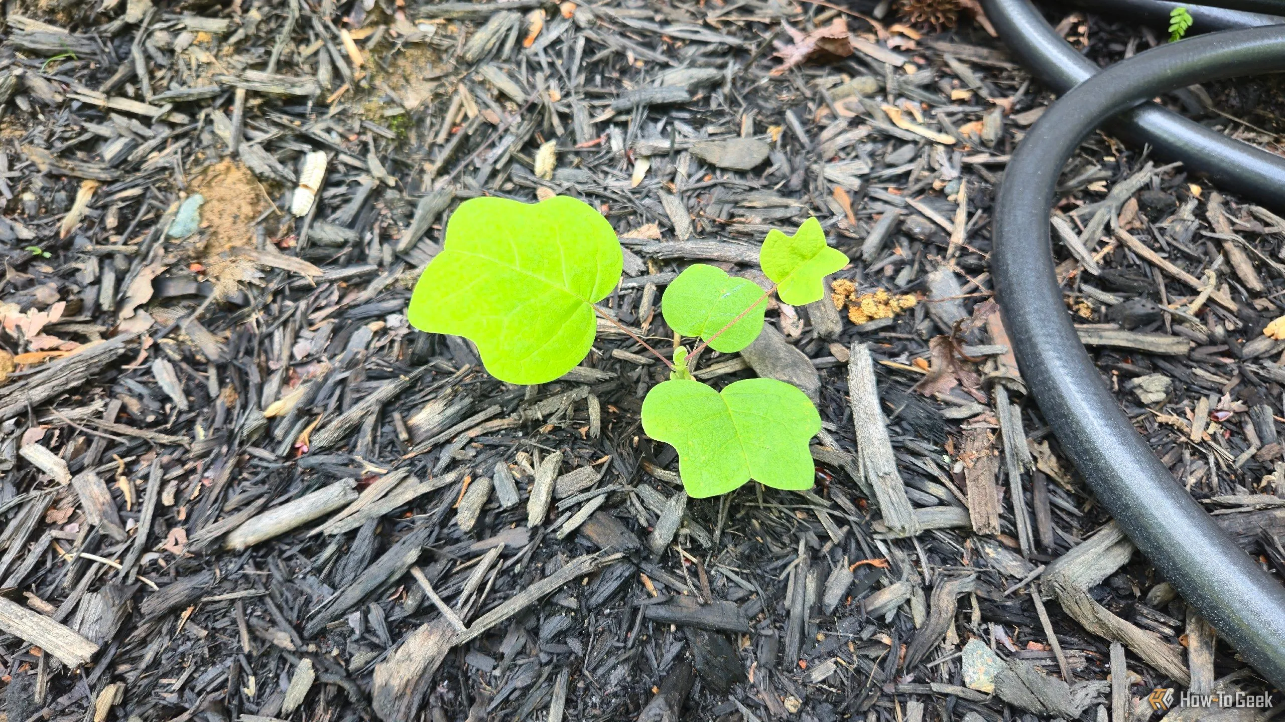 Cây con Tulip Poplar non, minh chứng cho sự phát triển của cây non bản địa