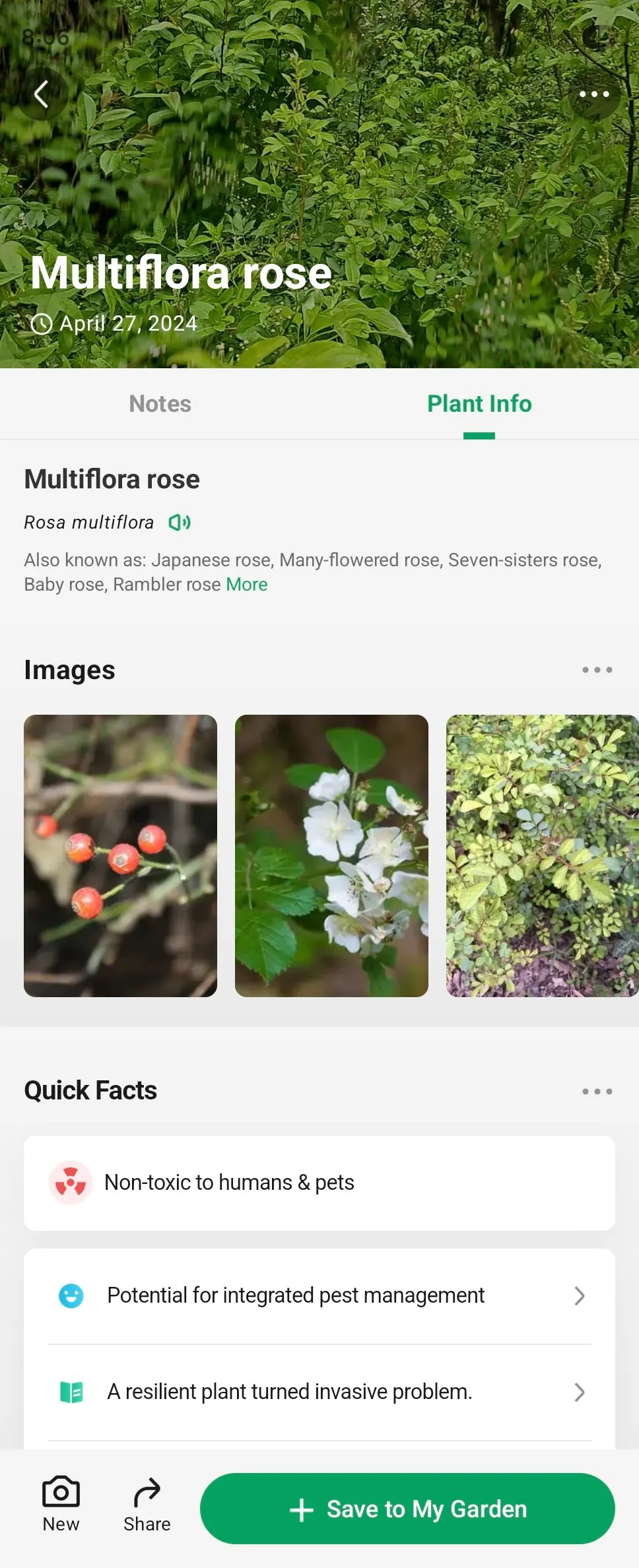 Hình ảnh minh họa về hoa hồng nhiều nhánh (Multiflora Rose) trong ứng dụng PictureThis trên Android