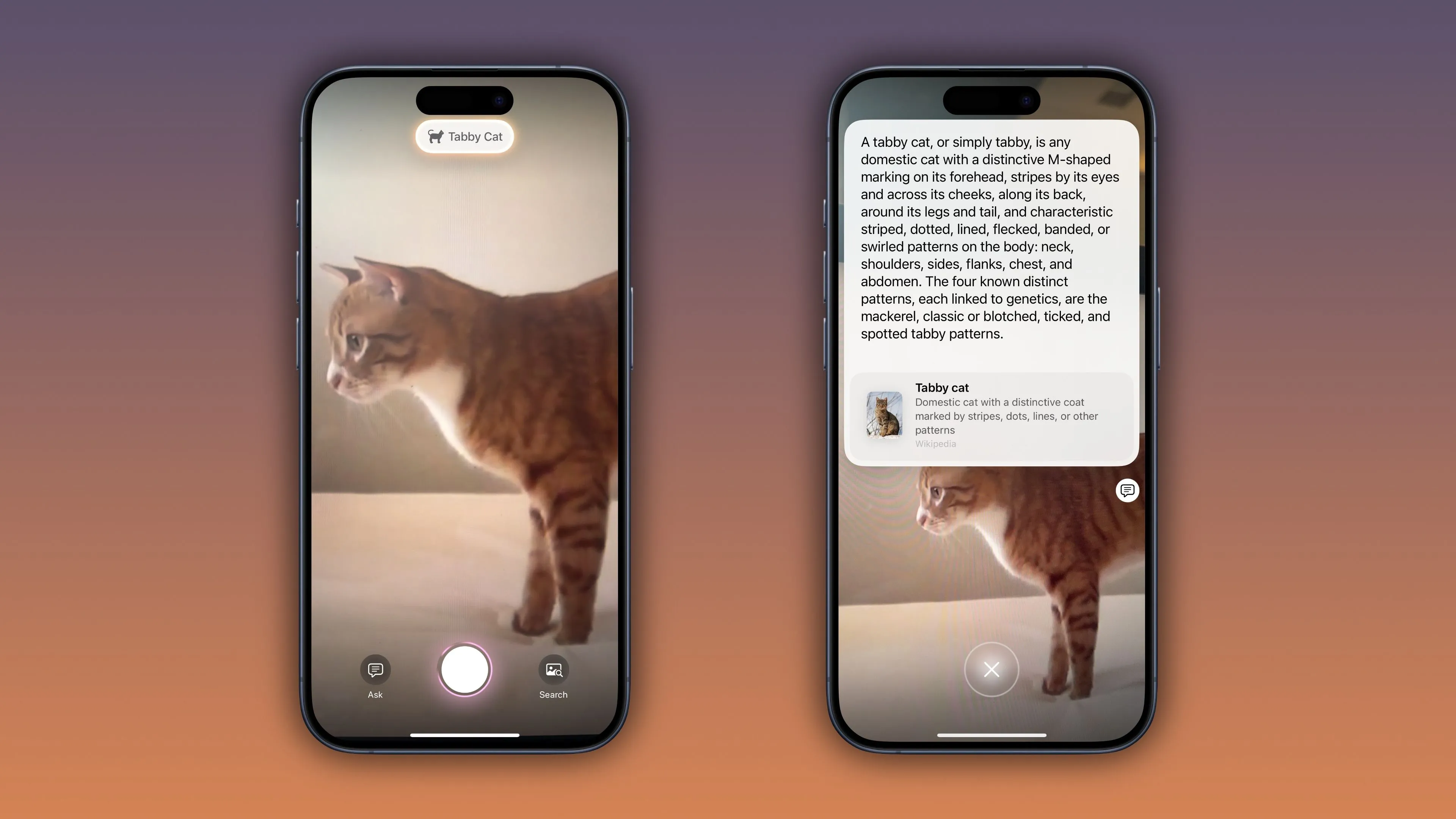 iOS 18.3 Visual Intelligence Nhận diện động vật ví dụ mèo Tabby