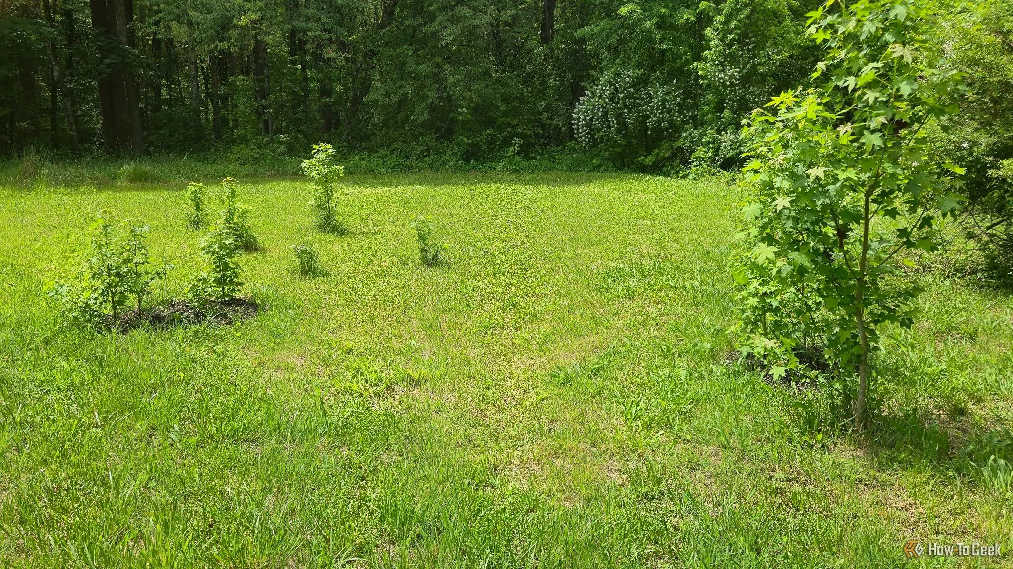 Những cây Sweetgum non tự nhiên phát triển mạnh mẽ trong môi trường tự nhiên