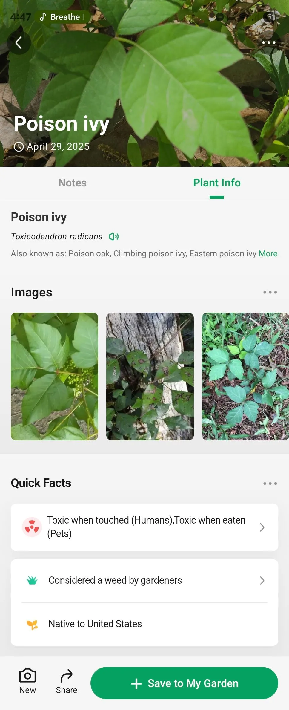 Thông tin chi tiết về cây thường xuân độc (Poison Ivy) được cung cấp bởi ứng dụng PictureThis trên Android